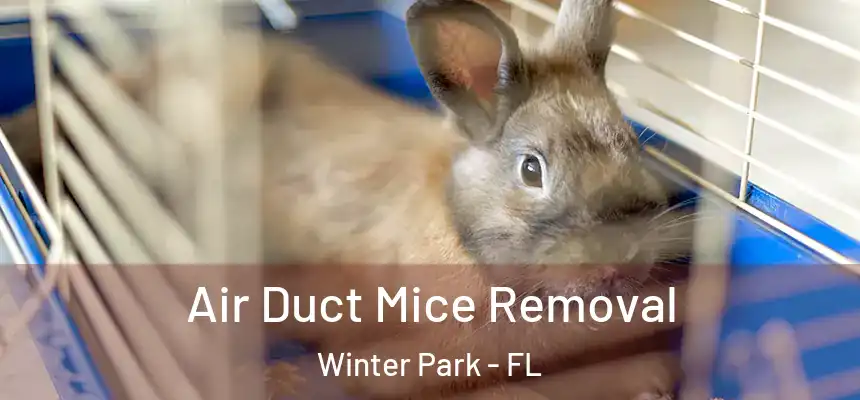 Air Duct Mice Removal Winter Park - FL